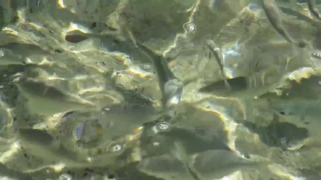 branco di pesci in superficie sulla riva della spiaggia 