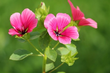 Lavatera or rose mallow pink flowers in garden