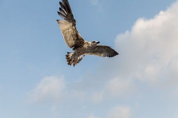 seagulls flying