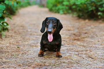 portrait of a dog (puppy) breed dachshund black tan, smile in the green forest