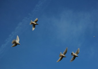 жизнь в небе