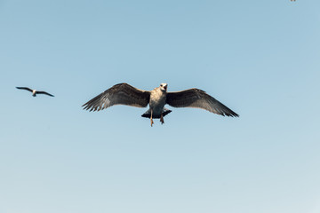 seagulls flying