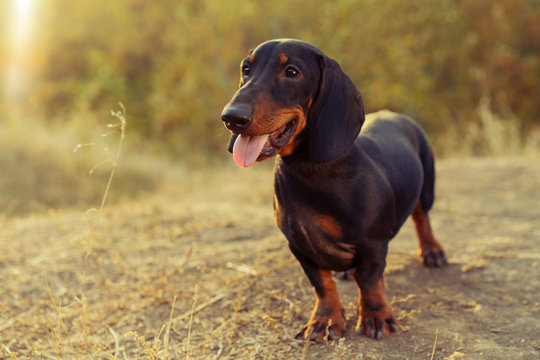 portrait of a dog (puppy) breed dachshund black tan, smile in the green forest in autumn