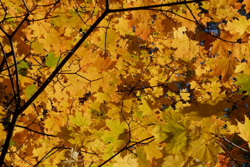 Жёлтые листья