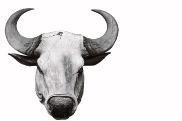 Bull skull for wall decoration
