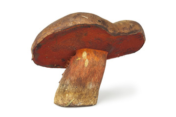 Whole dotted stem bolete