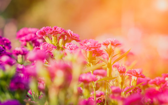 carnation flower in the garden, strong bokeh with morning sun flare light for flora nature background