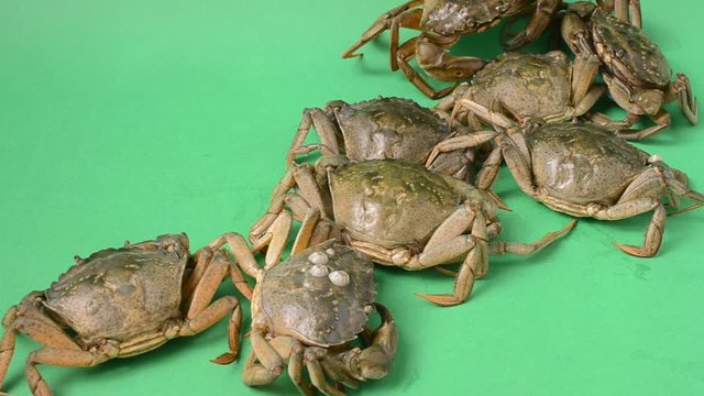 Live crabs on a green background.