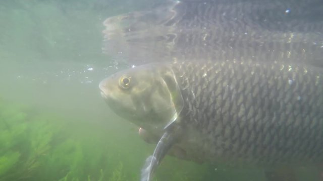 Catch and release of big chub fish