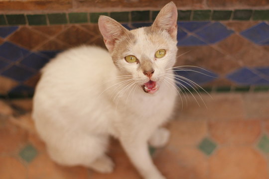 Katze in Marrakesh