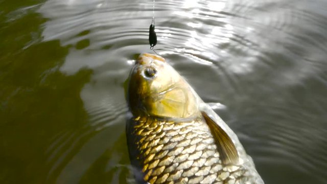 Fishing trophy - chub on the surface