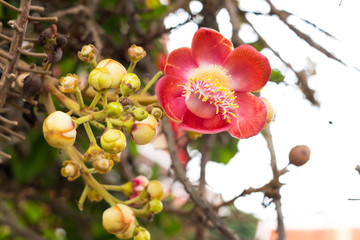 Sala Flower. Buddha's tree of birth history.