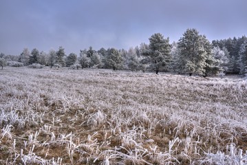 Wald und Weide im Winter