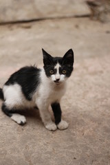Katze