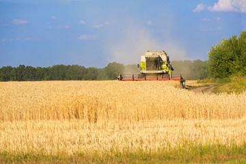 Harvester machine to harvest wheat field working
