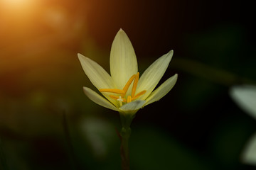 Beautiful rain lily flower.
