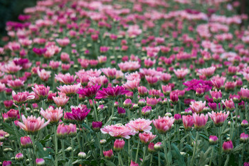 Pink / orange / yellow chrysanthemum in garden for background