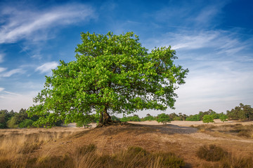 Einsamer Baum auf der Wiese in der Dünenlandschaft Dünen in den Niederlanden
