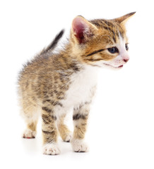 Kitten on white background.