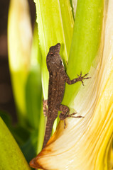 Male, Gecko lizard climbing a tropical plant in a tropical garden, searching for a mate