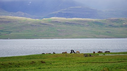 Landschaft mit Pferden am Hvalfjörður (Walfjord) in Islands Süd-Westen