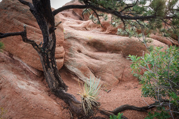A Determined Tree in Red Rock