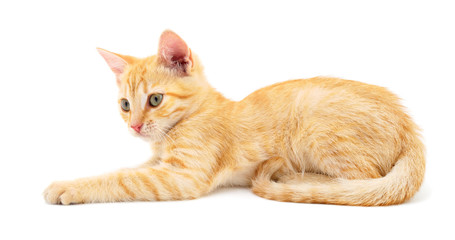 Kitten on white background.