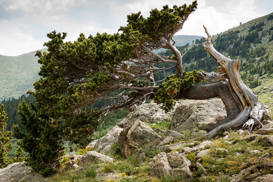 Ancient Bristlecone Pine
