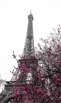 Fototapeta Spring in Paris. Blossoming trees and Eiffel tower at backgrounds. Black White Pink.