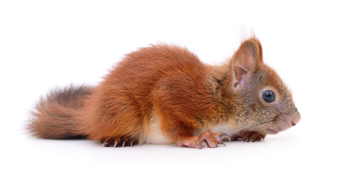 Fototapeta Eurasian red squirrel.