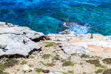 Игуаны. Карибского моря. Исла Мухерес. Мексика