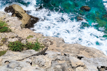 Fototapeta na wymiar Игуаны. Карибского моря. Исла Мухерес. Мексика