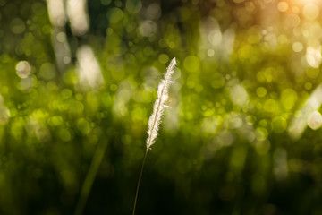 Flower grass with light background.