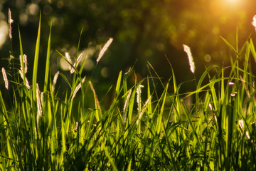 Flowers grass with sunlight background.