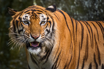 Close up tiger.