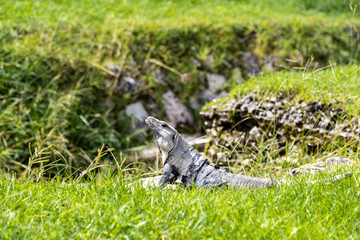 Игуаны в траве. Мексика