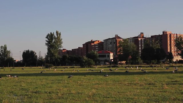  Cig&uuml;e&ntilde;as en un Prado a las Afueras de la Ciudad
