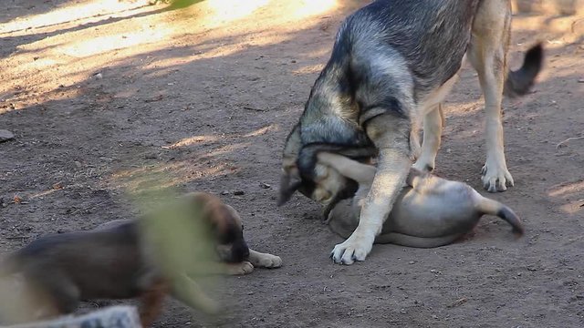 Perra Madre (Mastin Leones) jugando a morderse con  sus cachorros