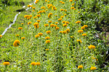 Marigold flowers in the garden