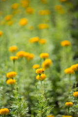 Marigold flowers in the garden