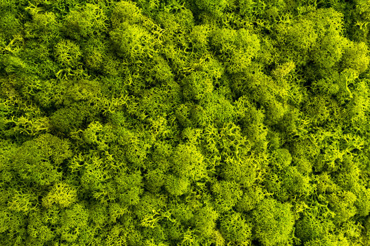 gr&uuml;nes Moos / Hintergrund