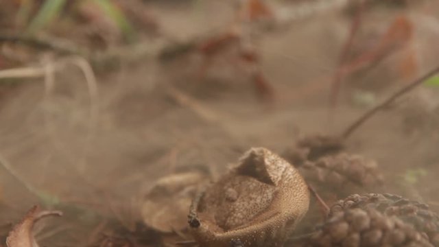 Bota aplastando una seta Pedo de Lobo y soltando esporas en forma de polvo. En el suelo de un bosque de pinos 
