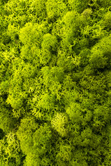 Naklejka premium Close up: grünes Moos