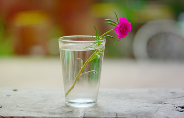 a pink flower in glass vase with yellow daylight on wooden table