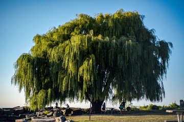 Edgewater Tree © Alex