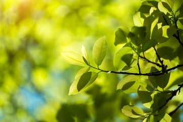 Fototapeta na wymiar Leaves in spring season.