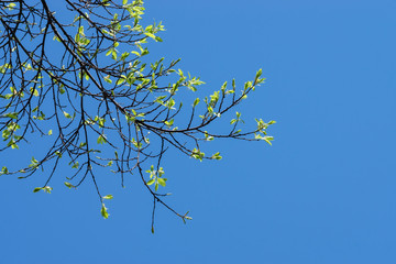Leaves in spring season.
