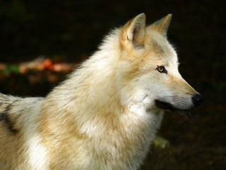 Loup blanc