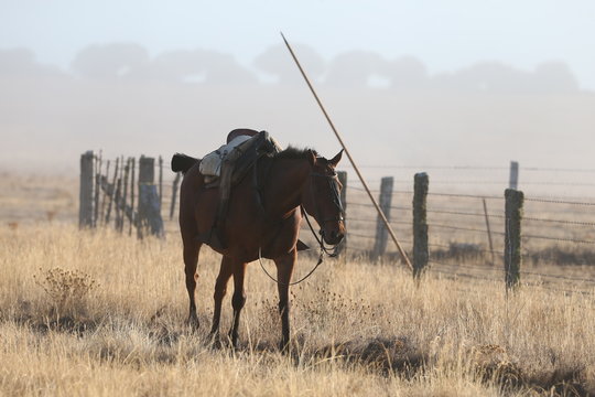 Caballo en el campo charro