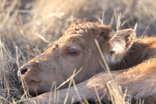 Vacas bravas y terneros